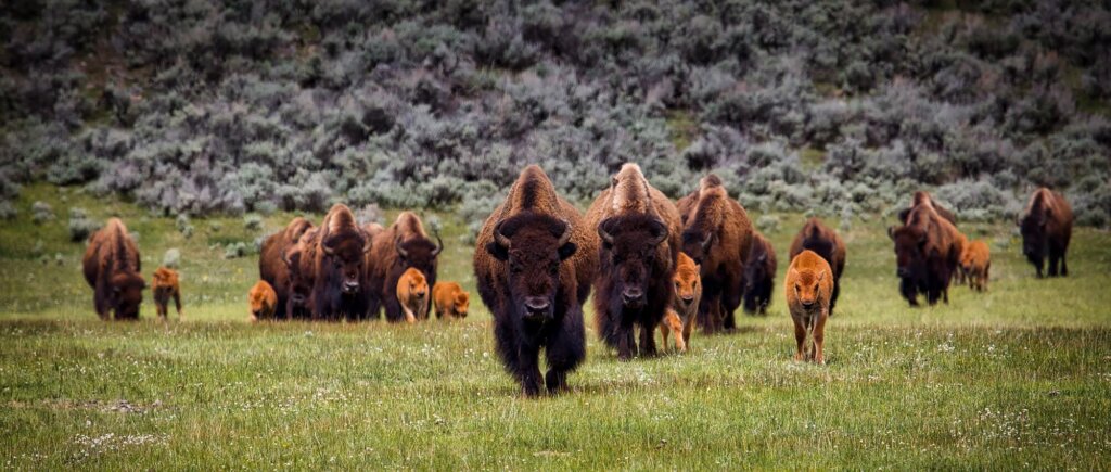 12019 bison 1581895